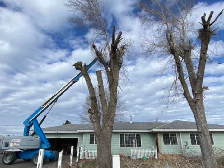 True Blue Tree Service LLC - Klamath Falls, Oregon - Contact us